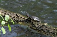 Reptil-Schildkroete-20090426-43.jpg