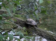 Reptil-Schildkroete-20090510-02.jpg