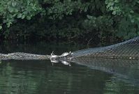 Reptil-Schildkroete-20090601-48.jpg