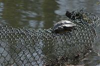 Reptil-Schildkroete-20100417-047.jpg