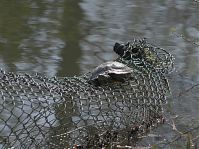 Reptil-Schildkroete-20100417-048.jpg