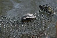 Reptil-Schildkroete-20100417-051.jpg