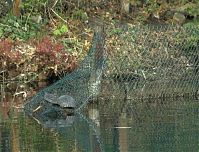 Reptil-Schildkroete-20100424-048.jpg