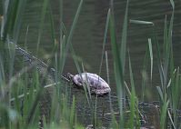 Reptil-Schildkroete-20100522-52.jpg