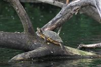 Dateiname=Reptil-Schildkroete-20100524-10.jpg
Dateigröße=166KB
Abmessungen: 880x588
hinzugefügt am: 06. Januar 2016 Reptil-Schildkroete-20100524-10.jpg