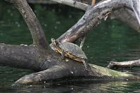 Reptil-Schildkroete-20100524-10.jpg