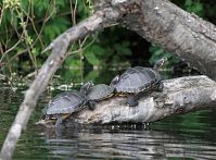 Reptil-Schildkroete-20100524-12.jpg