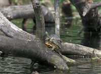 Dateiname=Reptil-Schildkroete-20100524-16.jpg
Dateigröße=189KB
Abmessungen: 880x645
hinzugefügt am: 06. Januar 2016 Reptil-Schildkroete-20100524-16.jpg