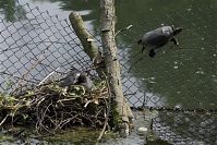 Reptil-Schildkroete-20100530-17.jpg