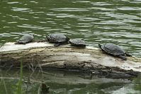 Reptil-Schildkroete-20100815-24.jpg