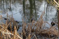 Reptil-Schildkroete-20120317-121.jpg