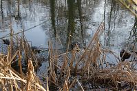 Reptil-Schildkroete-20120317-122.jpg