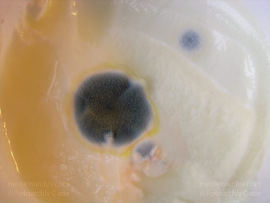 Schimmel auf Joghurt.
12-2004. Schimmel auf Joghurt.
Schlüsselwörter: Fauna;Schimmel