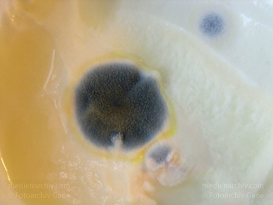 Schimmel auf Joghurt.
12-2004. Schimmel auf Joghurt.
Schlüsselwörter: Fauna;Schimmel
