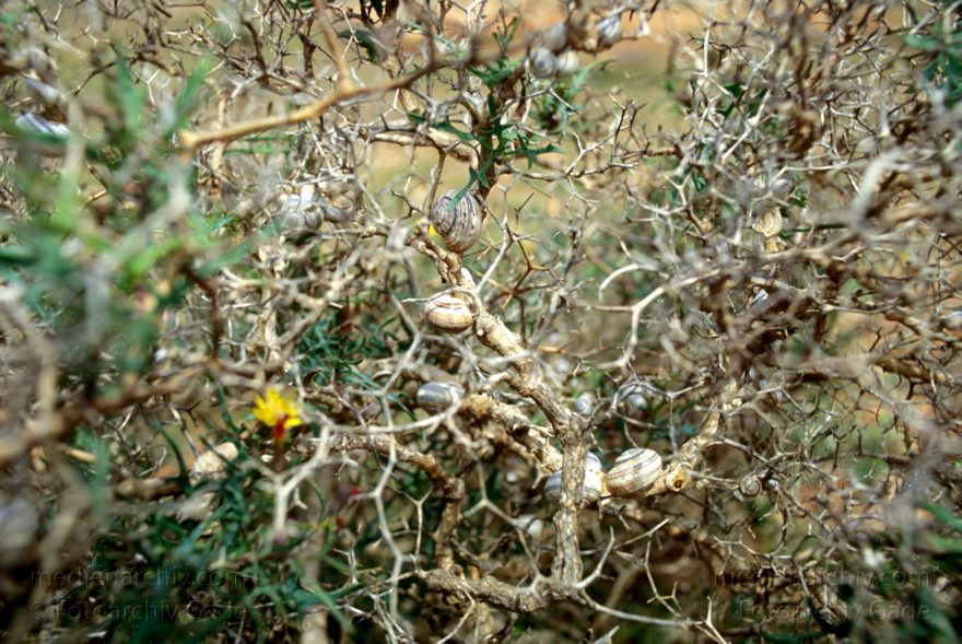 Lanzarote. Schnecken am Strauch. Bei Dürre kleben die Schnecken an Zweigen
Schnecken am Strauch. Bei Dürre kleben die Schnecken an Zweigen und verkapseln sich.Lanzrote
Schlüsselwörter: Lanzarote;Schnecken