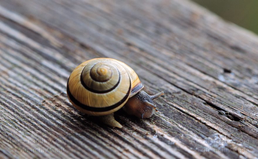 Mecklenburg Vorpommern. Carwitz. Schnecke.
1998. Mecklenburg-Vorpommern. Carwitz. Schnecke.
Schlüsselwörter: 1998;Schnecke