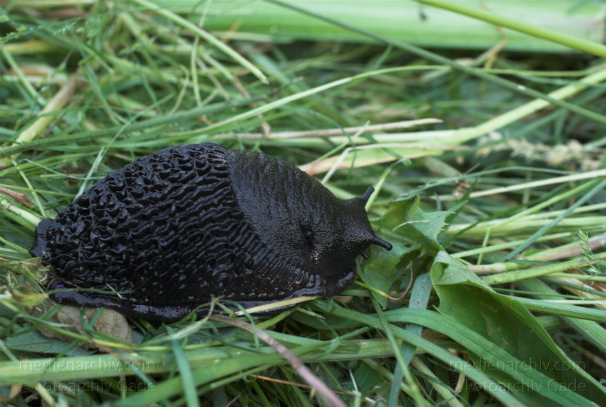 Mecklenburg-Vorpommern. Feldberger Seenlandschaft. Carwitz
7. Juni 2008. Mecklenburg-Vorpommern. Feldberger Seenlandschaft. Carwitz. Fauna. Tiere. Weichtiere. Schnecke. Schwarze Nackschnecke.
Schlüsselwörter: Carwitz;Fauna;Feldberger Seenlandschaft;Gastropoda;Mecklenburg-Vorpommern;Nacktschnecken;Schnecken;Tiere;2008;Weichtiere