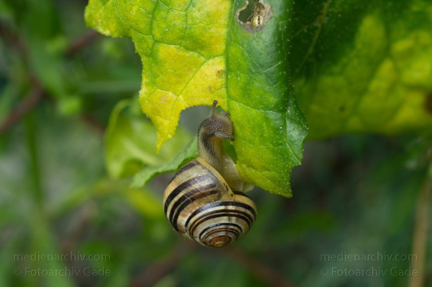 Mecklenburg-Vorpommmern. Carwitz. Schnecken
Juli 2011. Mecklenburg-Vorpommmern. Carwitz. Fauna. Tiere. Schnecken
Schlüsselwörter: Carwitz;Fauna;Mecklenburg-Vorpommern;Schnecken;2011;Tiere