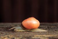 Schnecke-199809-10.jpg