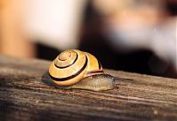 Schnecke-199809-17.jpg