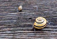 Schnecke-199809-70.jpg