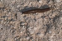 Schnecke-20050625-02.jpg