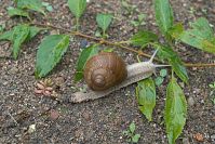 Schnecke-20060815-15.jpg