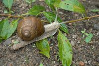 Schnecke-20060815-16.jpg