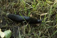 Schnecke-20080609-01.jpg