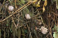 Schnecke-20110703-028.jpg