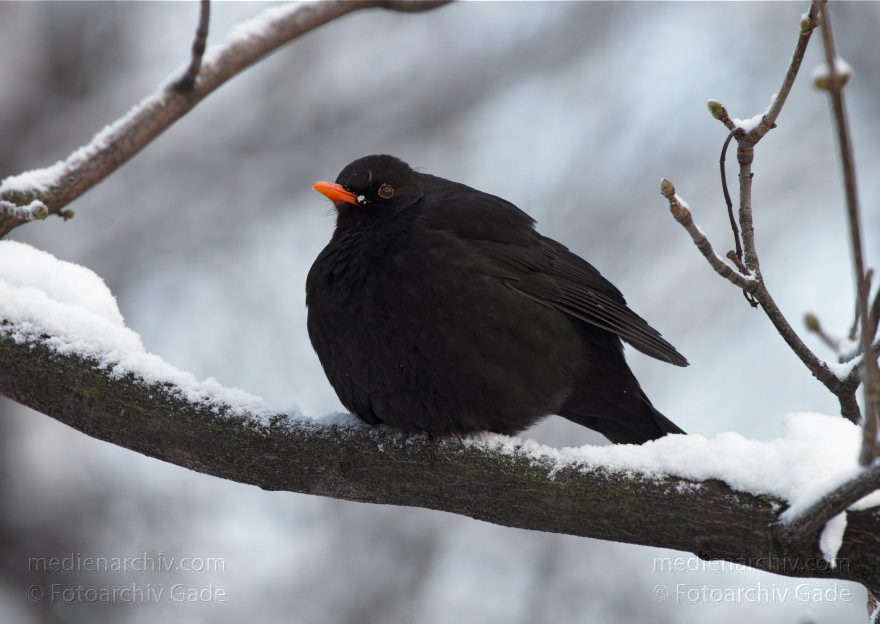 Amsel auf einem Zweig mit Schnee
19. 12. 2010. Berlin. Mitte. Wedding. Rehberge. Fauna. Vogel. Vögel. Amsel (Turdus merula) Schwarzdrossel. Familie: Drosseln (Turdidae) Winter. Schnee
Schlüsselwörter: 2010;Amsel;Berlin;Drosseln;Fauna;Rehberge;Tiere;Turdidae;Turdus merula;Vogel;Vögel;Winter;Schnee