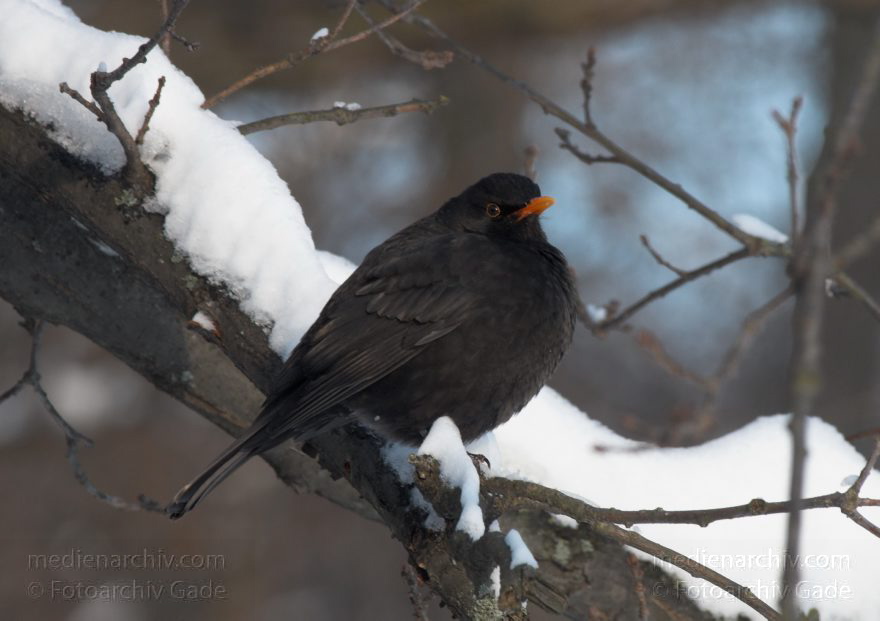 Amsel auf einem Zweig mit Schnee
26. 12. 2010. Berlin. Wedding. Rehberge. Fauna. Vogel. Vögel. Amsel (Turdus merula) Schwarzdrossel. Familie: Drosseln (Turdidae) Winter. Schnee
Schlüsselwörter: 2010;Amsel;Berlin;Drosseln;Fauna;Rehberge;Tiere;Turdidae;Turdus merula;Vogel;Vögel;Winter;Schnee