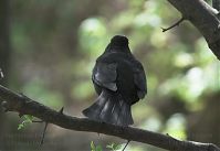 Vogel-Amsel-20100420-02.jpg