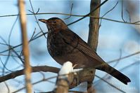 Vogel-Amsel-20101218-01.jpg