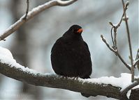 Vogel-Amsel-20101219-112.jpg