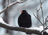 Vogel-Amsel-20101219-113.jpg