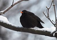 Vogel-Amsel-20101219-114.jpg