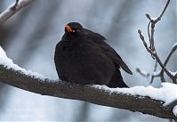 Vogel-Amsel-20101219-116.jpg