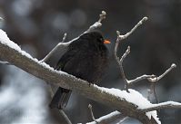 Vogel-Amsel-20101219-118.jpg