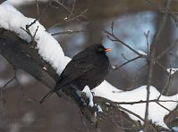 Vogel-Amsel-20101226-28.jpg