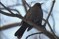 Vogel-Amsel-20101226-30.jpg