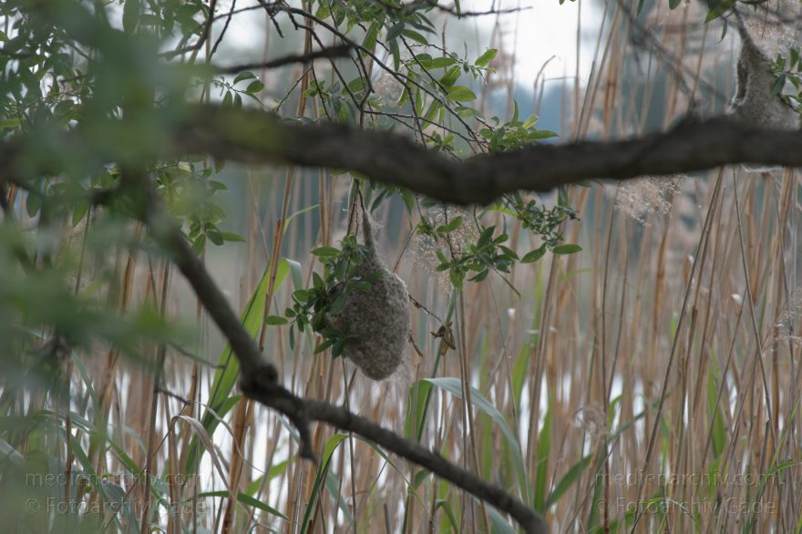 Brandenburg. Linum. Vogel. Nest der Beutelmeise.
29. 5. 2011. Brandenburg. Linum. Fauna Tiere Vogel Vögel. Nest der Beutelmeise (Remiz pendulinus)  Singvogel. Familie:  Beutelmeisen (Remizidae).
Schlüsselwörter: Beutelmeise;birds;Fauna;Nest;Remiz pendulinus;Tiere;Vogel;Vögel;2011