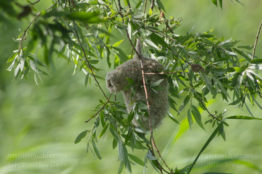 Brandenburg. Linum. Vogel. Nest der Beutelmeise.
17. 6. 2012. Brandenburg. Linum. Fauna Tiere Vogel Vögel. Nest der Beutelmeise (Remiz pendulinus)  Singvogel. Familie:  Beutelmeisen (Remizidae). Ruppiner Land. Rhinluch
Schlüsselwörter: Beutelmeise;birds;Brandenburg;Fauna;Linum;Nest;Remiz pendulinus;Rhinluch;Ruppiner Land;Tiere;Vogel;Vögel;2012