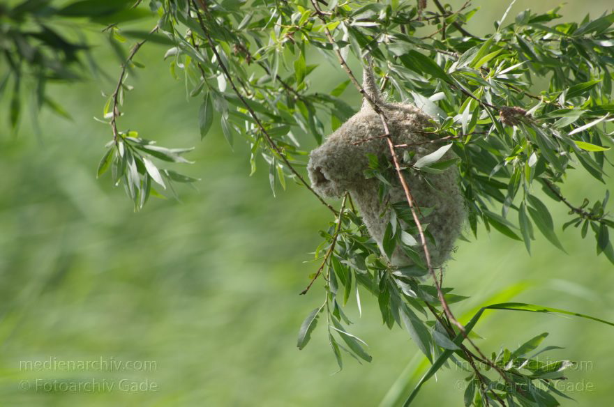 Brandenburg. Linum. Vogel. Nest der Beutelmeise.
17. 6. 2012. Brandenburg. Linum. Fauna Tiere Vogel Vögel. Nest der Beutelmeise (Remiz pendulinus)  Singvogel. Familie:  Beutelmeisen (Remizidae). Ruppiner Land. Rhinluch
Schlüsselwörter: Beutelmeise;birds;Brandenburg;Fauna;Linum;Nest;Remiz pendulinus;Rhinluch;Ruppiner Land;Tiere;Vogel;Vögel;2012
