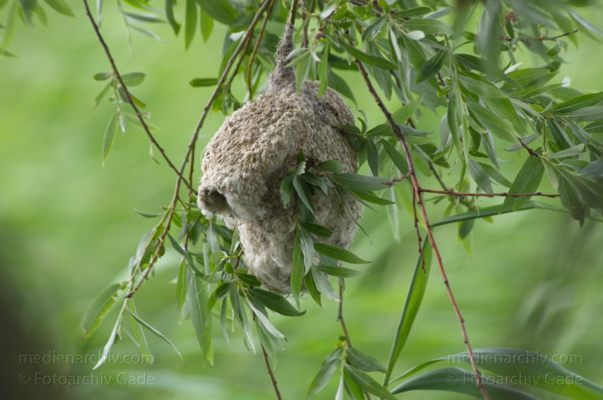 Brandenburg. Linum. Vogel. Nest der Beutelmeise.
23. 6. 2012. Brandenburg. Linum. Fauna Tiere Vogel Vögel. Nest der Beutelmeise (Remiz pendulinus)  Singvogel. Familie:  Beutelmeisen (Remizidae). Ruppiner Land. Rhinluch
Schlüsselwörter: Beutelmeise;birds;Brandenburg;Fauna;Linum;Nest;Remiz pendulinus;Rhinluch;Ruppiner Land;Tiere;Vogel;Vögel;2012