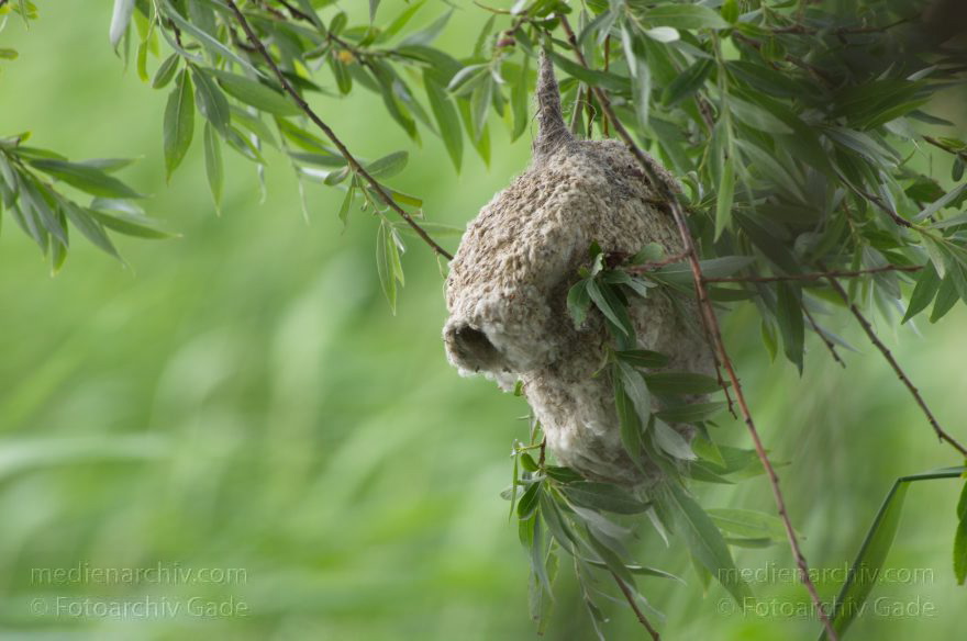 Brandenburg. Linum. Vogel. Nest der Beutelmeise.
23. 6. 2012. Brandenburg. Linum. Fauna Tiere Vogel Vögel. Nest der Beutelmeise (Remiz pendulinus)  Singvogel. Familie:  Beutelmeisen (Remizidae). Ruppiner Land. Rhinluch
Schlüsselwörter: Beutelmeise;birds;Brandenburg;Fauna;Linum;Nest;Remiz pendulinus;Rhinluch;Ruppiner Land;Tiere;Vogel;Vögel;2012