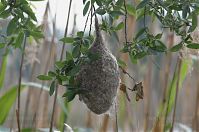 Vogel-Beutelmeise-20110529-19.jpg