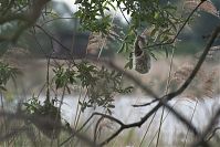 Dateiname=Vogel-Beutelmeise-20110529-23.jpg
Dateigröße=190KB
Abmessungen: 880x586
hinzugefügt am: 06. Januar 2016 Vogel-Beutelmeise-20110529-23.jpg