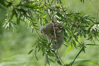 Dateiname=Vogel-Beutelmeise-20120617-124.jpg
Dateigröße=201KB
Abmessungen: 880x584
hinzugefügt am: 06. Januar 2016 Vogel-Beutelmeise-20120617-124.jpg
