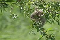 Dateiname=Vogel-Beutelmeise-20120617-125.jpg
Dateigröße=196KB
Abmessungen: 880x584
hinzugefügt am: 06. Januar 2016 Vogel-Beutelmeise-20120617-125.jpg